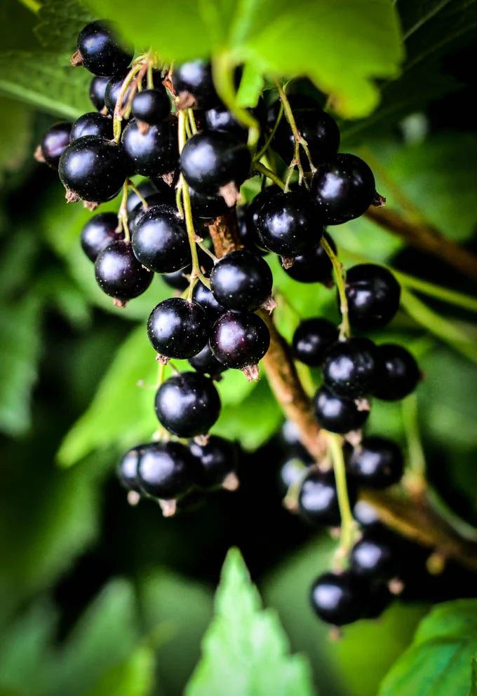 What is Blackcurrant?