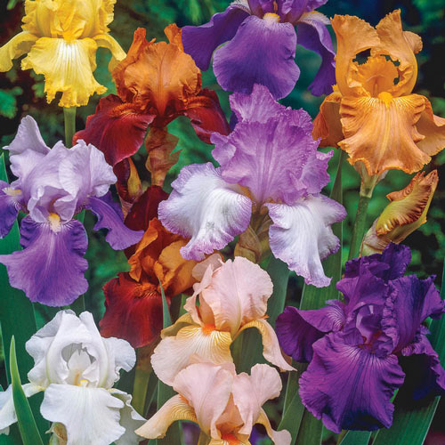 All About Irises!
