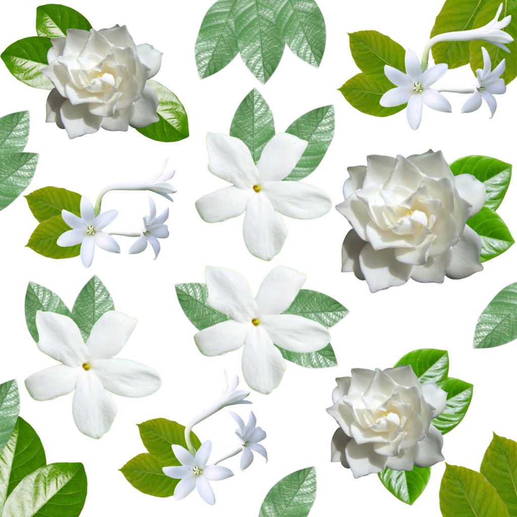 Jasmine, Tuberose, and Gardenia
