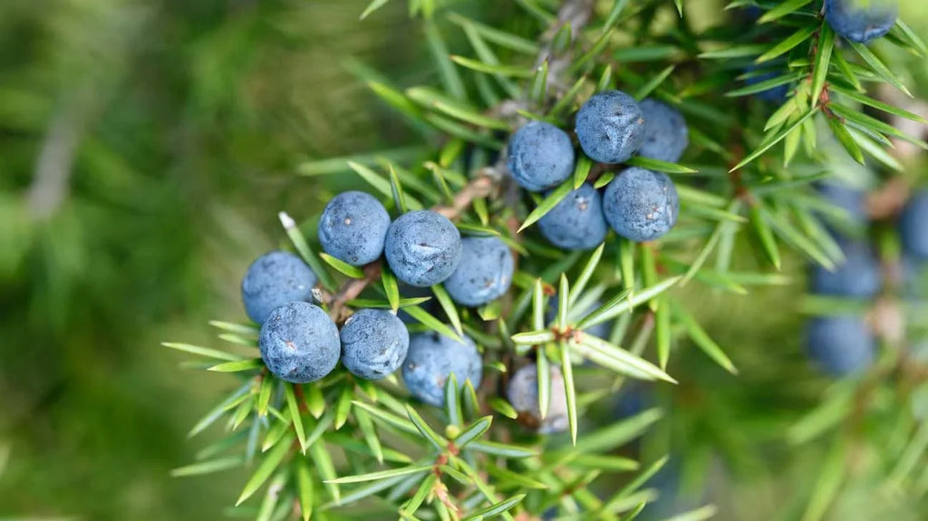 Juniper In Fragrance