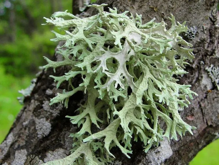 What is Oakmoss?