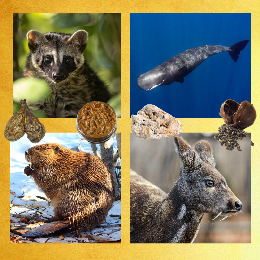 Animal Notes Animal Notes In Perfume – Parfumerie Nasreen