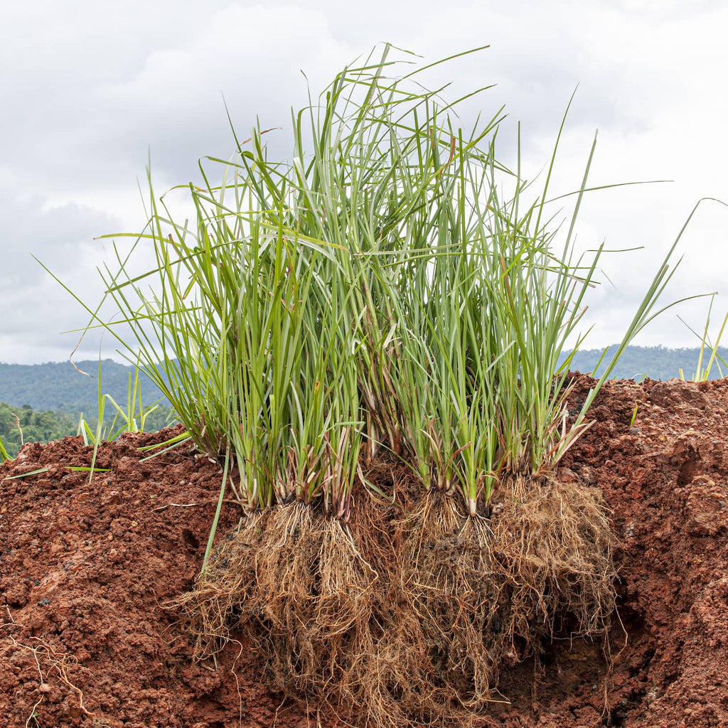 What is Vetiver – Parfumerie Nasreen
