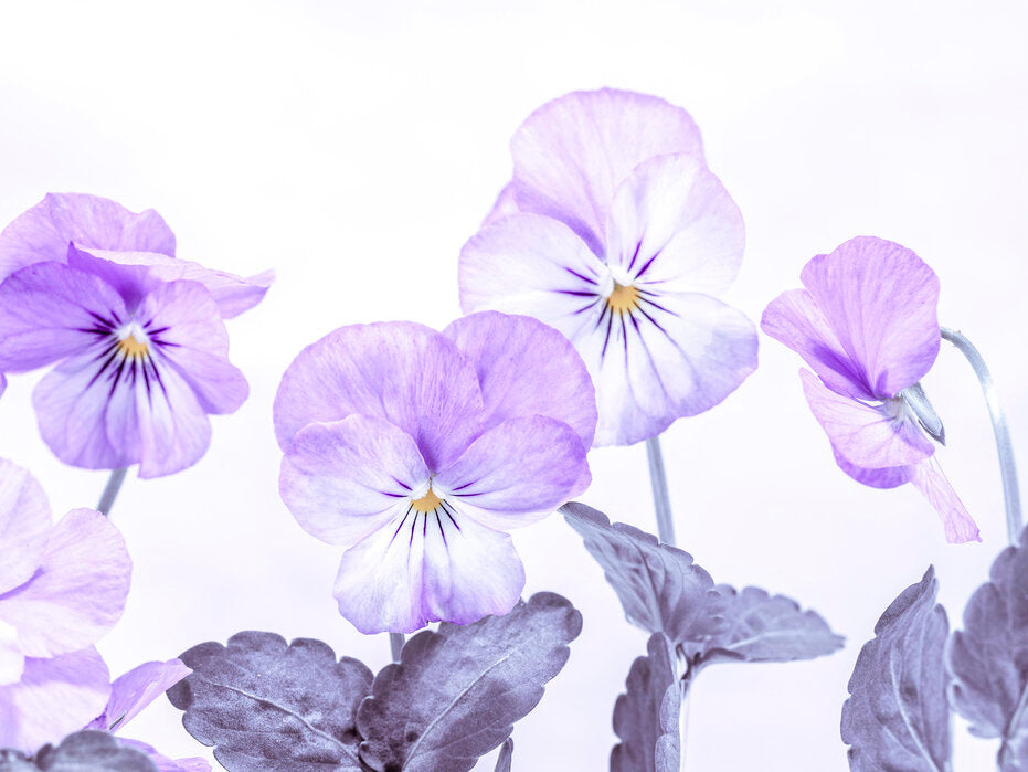 Violets in Fragrance